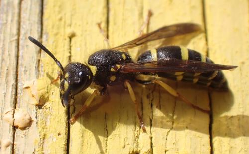 Réf. 317 617 : Ancistrocerus nigricornis
